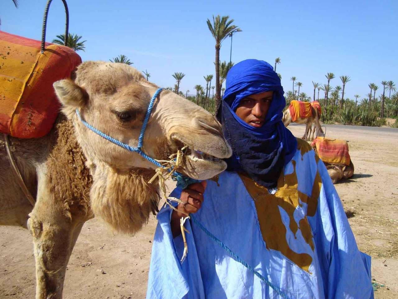 Casablanca to Marrakech Express: Explore History, Culture, Souks & Palmeraie 