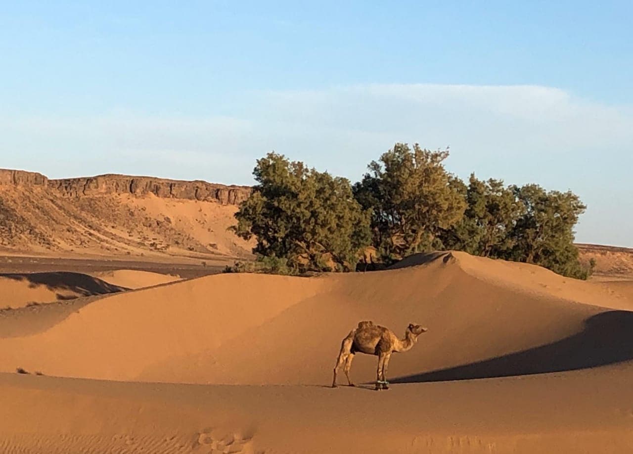Trekking the Golden Sahara