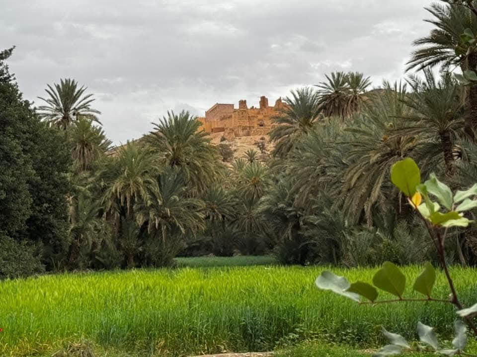 day trip to Taroudant and oasis of Tiout including meal